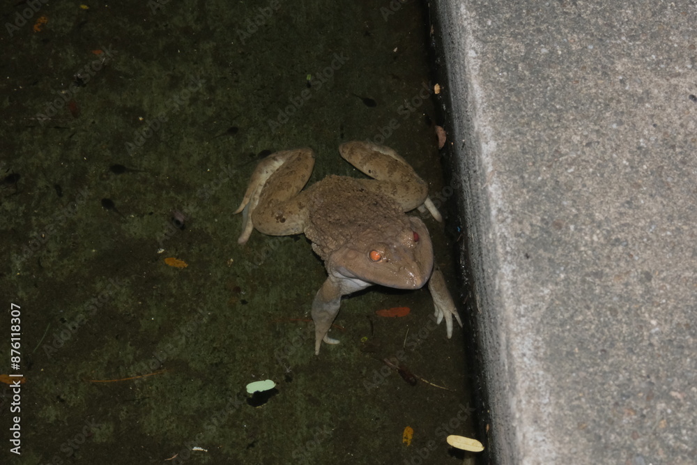 frog on the ground frog on the ground