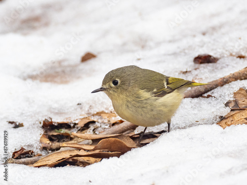 Close up of a Ruby-crowned Kinglet in the snow photo