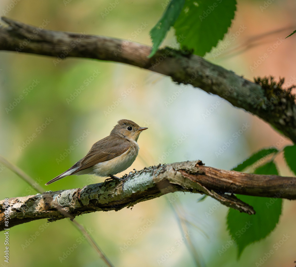 The red-breasted flycatcher (Ficedula parva) is a small passerine bird in the Old World flycatcher family. The red-breasted flycatcher (Ficedula parva) is a small passerine bird in the Old World flycatcher family.