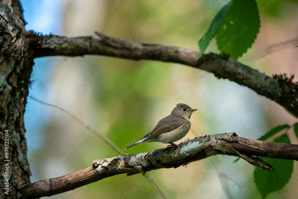 The red-breasted flycatcher (Ficedula parva) is a small passerine bird in the Old World flycatcher family. The red-breasted flycatcher (Ficedula parva) is a small passerine bird in the Old World flycatcher family.