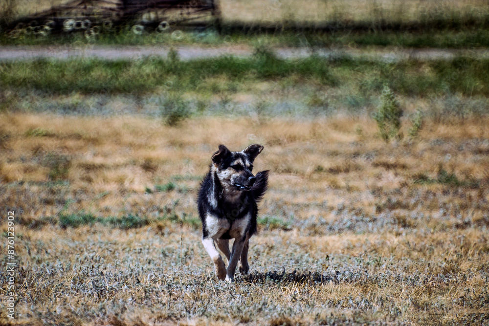 Black and gray dog walks across the field Black and gray dog walks across the field