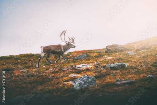Reindeer on the Norwegian plain below Halti vol. 3 (Guolasjávri - Halti - Norway)