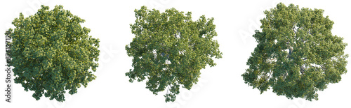  Acer tree plan top view 4k png cutout
