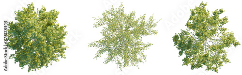 Fotografija American Sycamore tree plan top view 4k png cutout