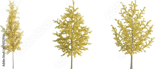 Foto Ginkgo Biloba tree autumn 4k png cutout