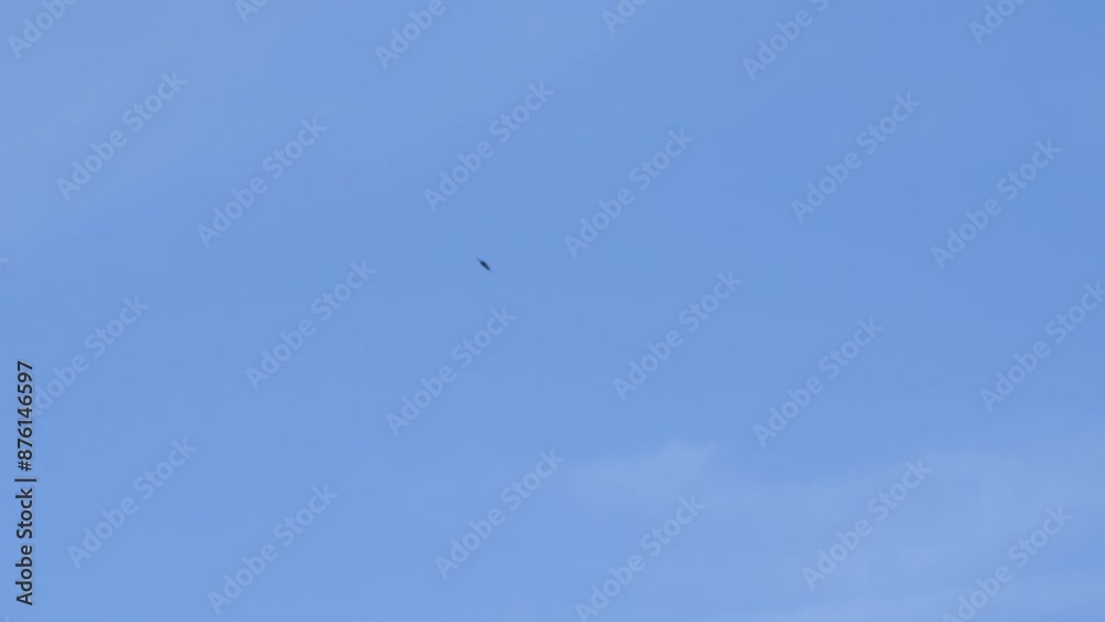 Egyptian Vultures (Neophron percnopterus, Alimoche Común) in flight Egyptian Vultures (Neophron percnopterus, Alimoche Común) in flight