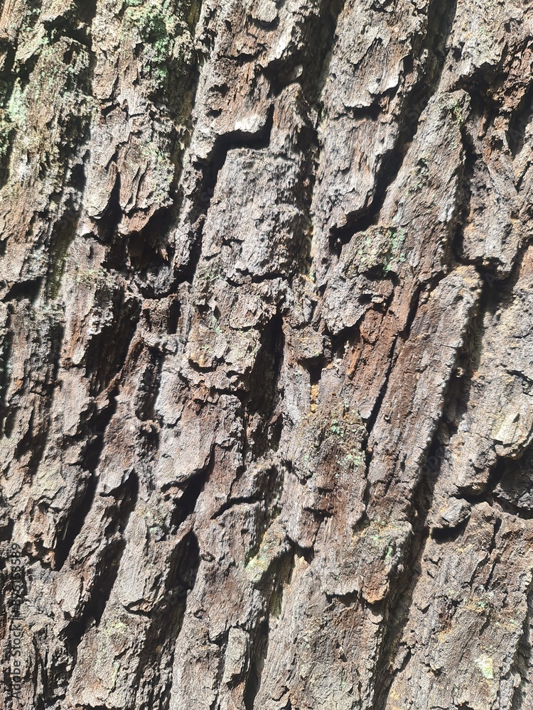 tree bark picture, close up detailled photo, background picture