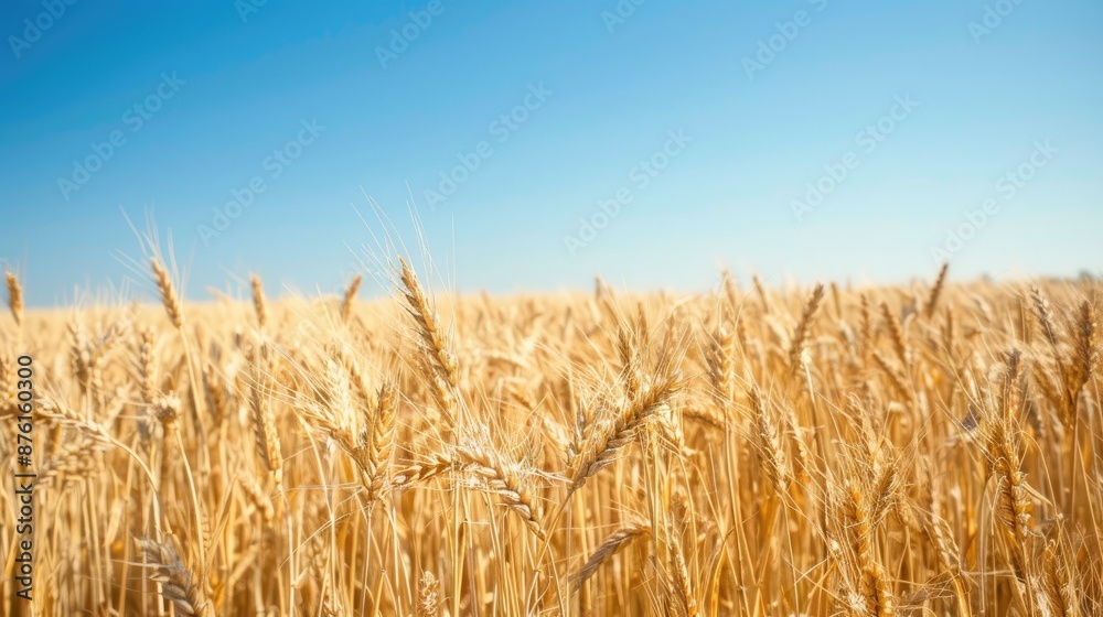 Scenic view of a wheat field stretching to the horizon, with a clear, cloudless sky, representing rural tranquility. Scenic view of a wheat field stretching to the horizon, with a clear, cloudless sky, representing rural tranquility.