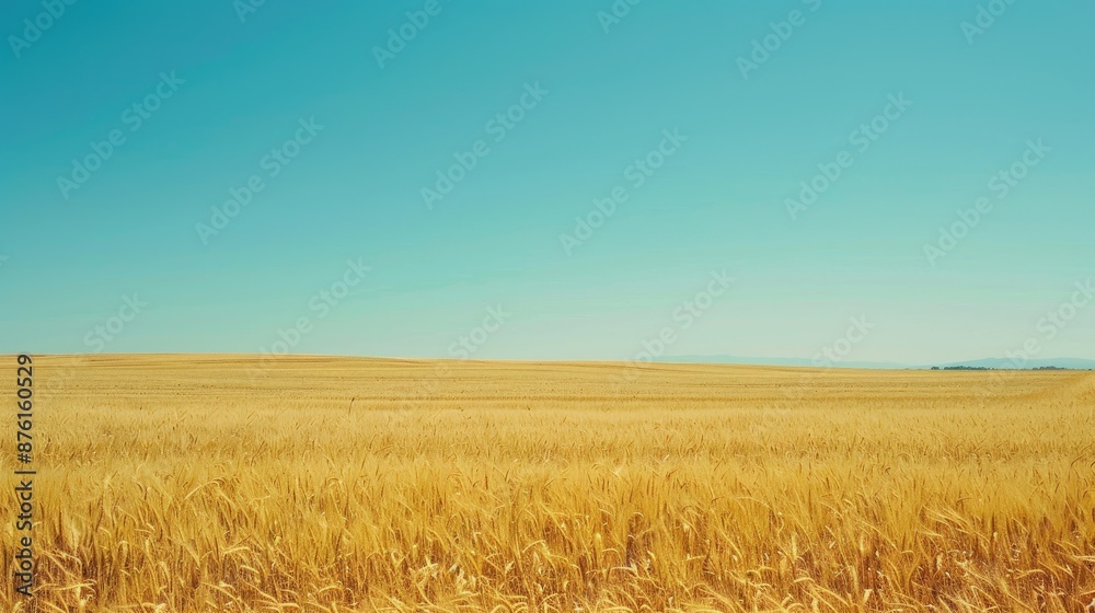 Scenic view of a wheat field stretching to the horizon, with a clear, cloudless sky, representing rural tranquility.