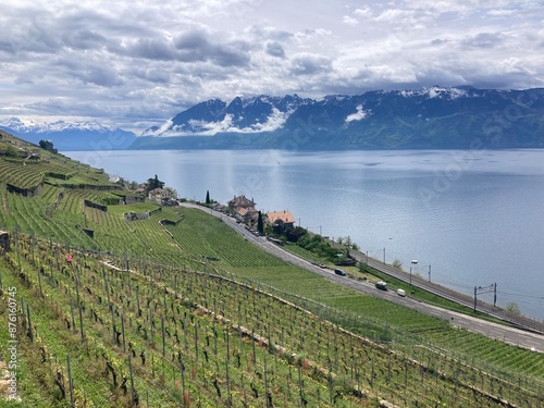 View of Lavaux vineyards and Geneva Lake with the Alps in the background