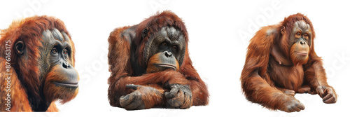 Three different pictures of a monkey, isolated on transparent background
