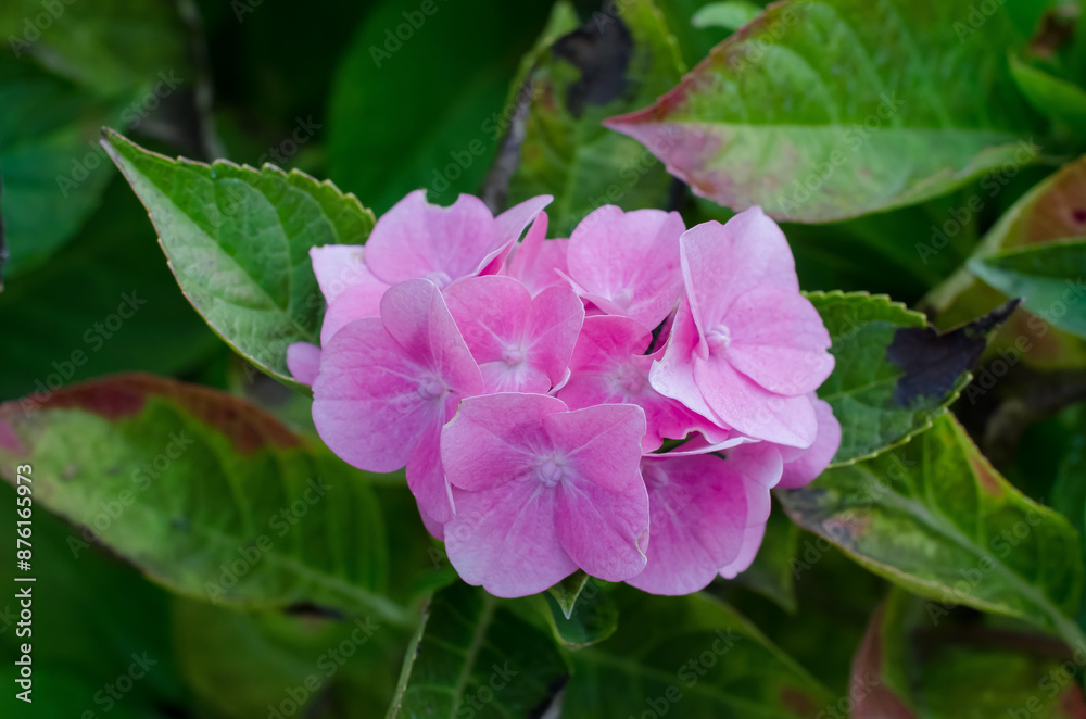 Hydrangea macrophylla Hydrangea macrophylla