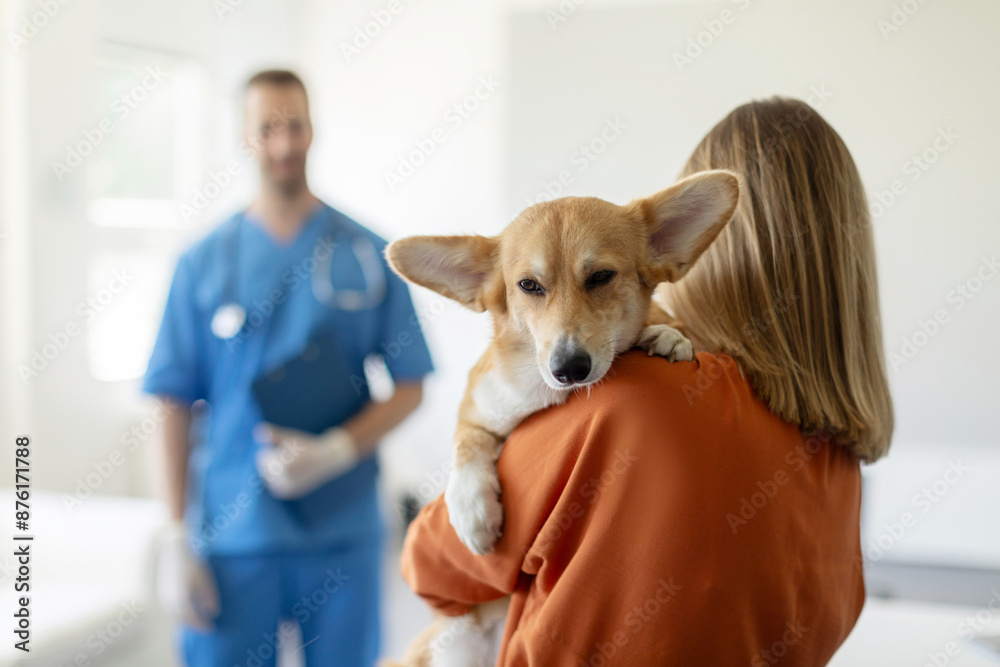 Woman carrying sad Pembroke Welsh Corgi dog, standing in vet hospital, lady holding her puppy and visiting clinic for regular checkup Woman carrying sad Pembroke Welsh Corgi dog, standing in vet hospital, lady holding her puppy and visiting clinic for regular checkup