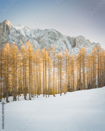 Golden Larch Trees in the snowy peaks of the Vrisic Pass photo