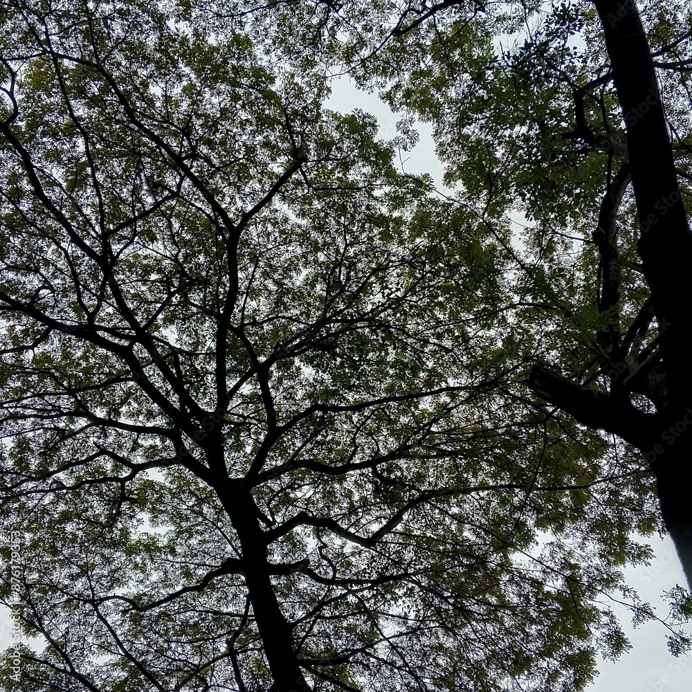 Fototapeta premium tree branches in the photo from below