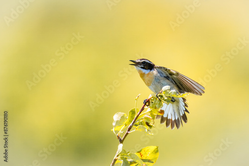 Close-up male common whinchat sits atop a green bush, sings its song, and waves tail and wing with olive-yellow background with copyspace. photo