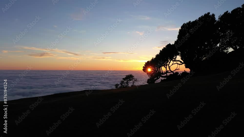 custom made wallpaper toronto digitalTrees of Fanal Forest at Sunrise. Cloud Inversion. Aerial Drone Shot. Madeira, Portugal. Moving Backwards at Low Level