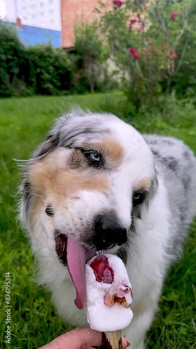 Vertical video of a Austrailian Shepherd dog enjoying a homemade ice cream treat in a garden setting.