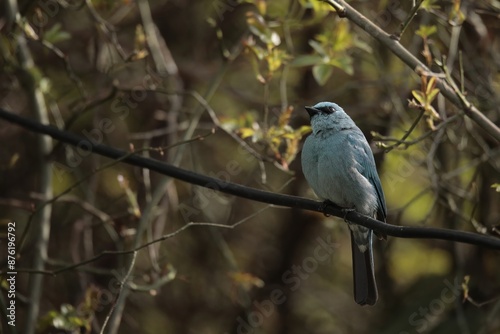 Photography Verditer Flycatcher Perched on Cable Wire with Rose Bush Bokeh Background in Nai