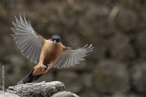 a rufous sibia about to land on a piece of wood