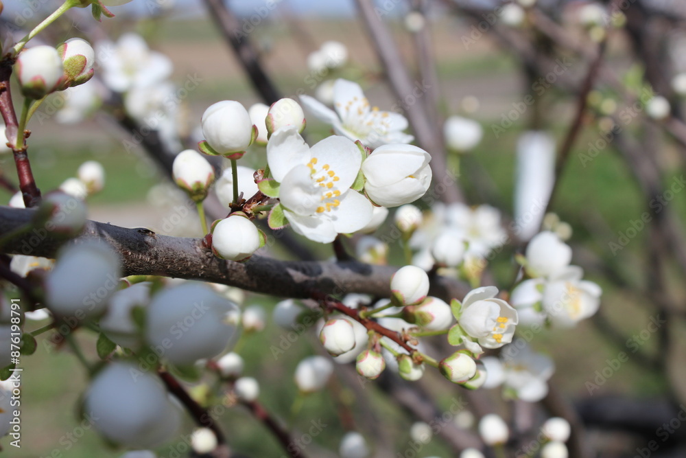 Close Up of Blossoming Cherry Blossom Branch in Nature. Floral Beauty Close Up of Blossoming Cherry Blossom Branch in Nature. Floral Beauty