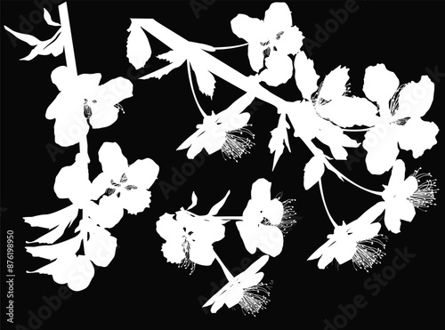 blossoming apple tree branches silhouette on black