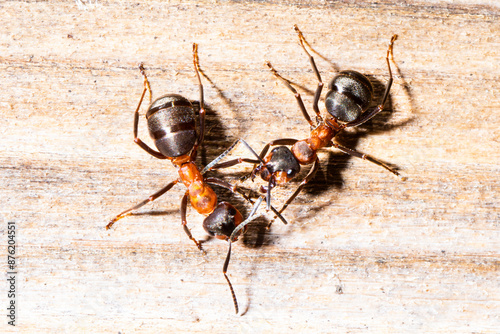 Nützliche Ameisen in der Natur und am Haus photo