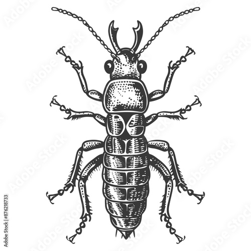 Detailed engraving illustration of a scarab beetle