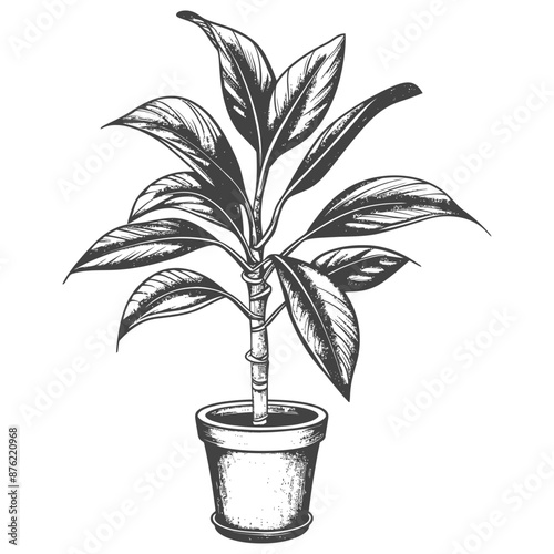 Ornate detailed sketch of a potted houseplant with large leaves