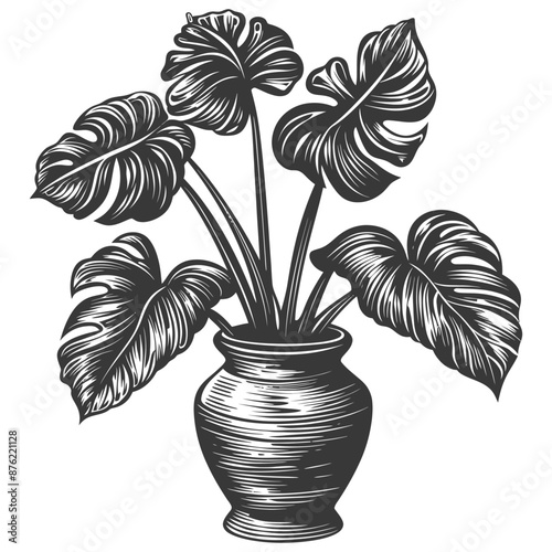 Detailed botanical illustration of a potted monstera deliciosa plant