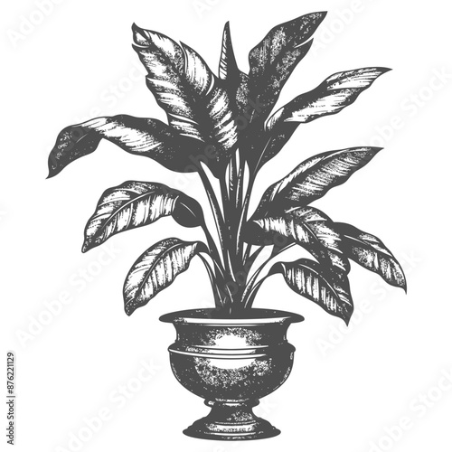 Ornate Potted Plant Detailed Ink Drawing