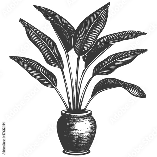 Ornate detailed line drawing of a potted bird of paradise plant