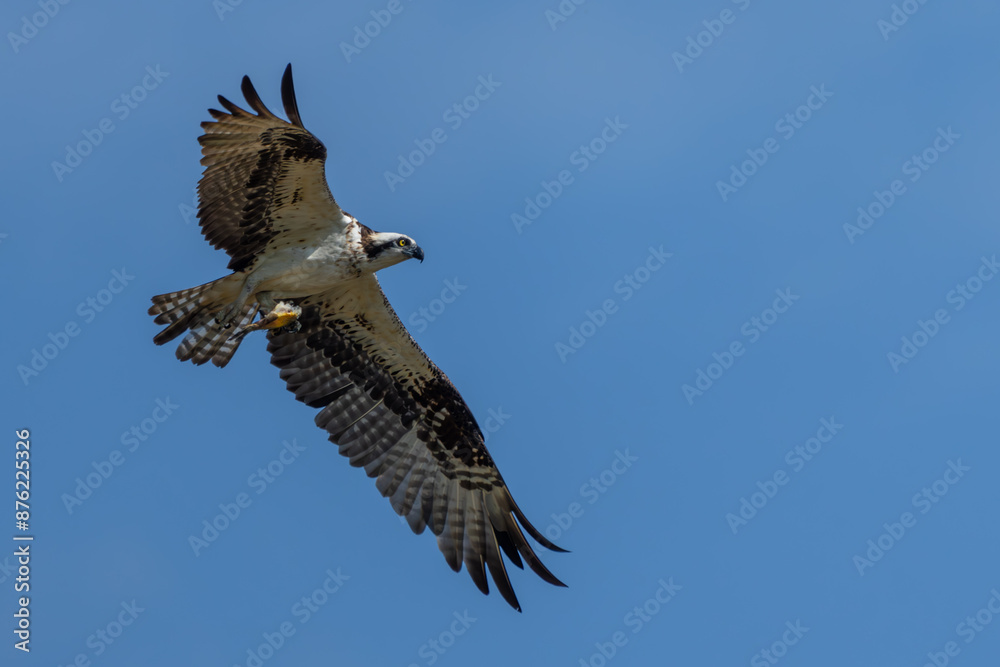 Obraz premium Osprey flying near nest