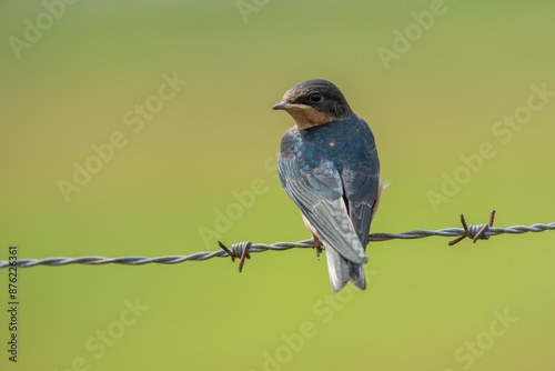 Barn swallow perched on barbed-wire fence photo