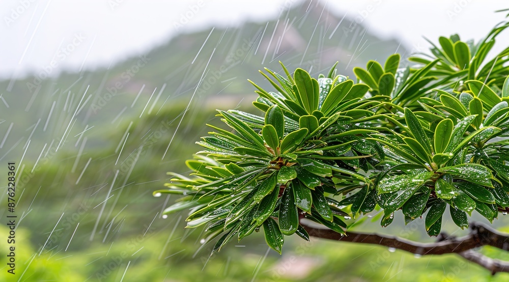 pine tree branch pine tree branch