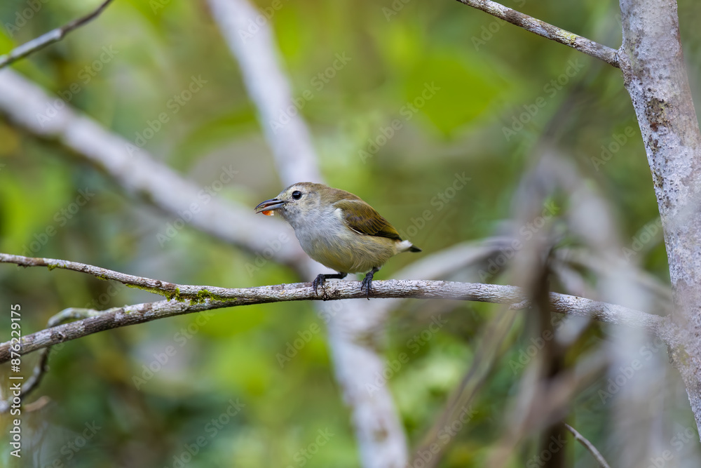 Andaman flowerpecker (Dicaeum virescens) at Andaman, India Andaman flowerpecker (Dicaeum virescens) at Andaman, India