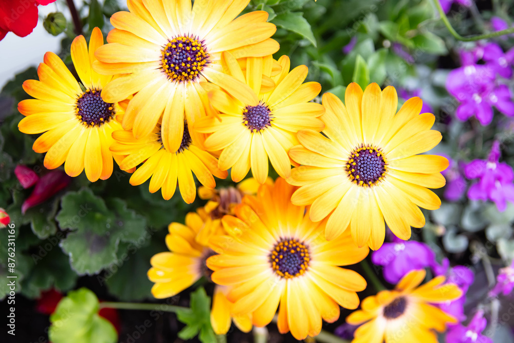 A bright cluster of yellow, summer flowers with dark brown centers. The petals show a gradient of color intensity, becoming brighter at the edges and darker near the center.Variety of garden flowers. A bright cluster of yellow, summer flowers with dark brown centers. The petals show a gradient of color intensity, becoming brighter at the edges and darker near the center.Variety of garden flowers.