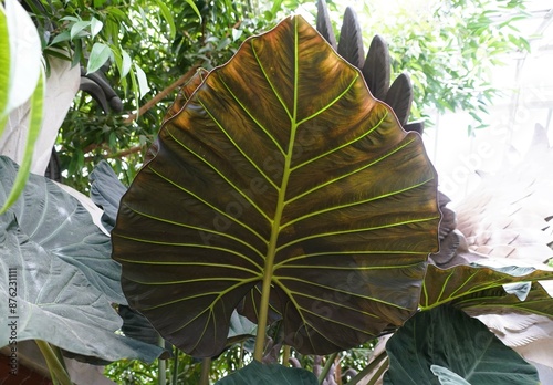 The dark color and yellow vein of the under leaf of Alocasia Regal Shield photo