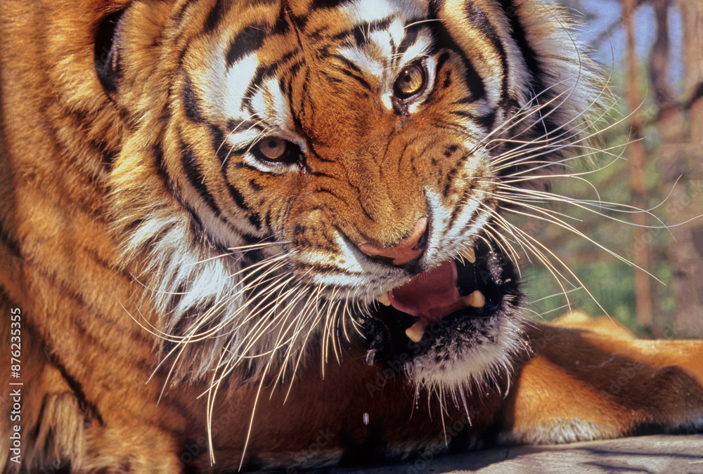 Obraz premium Tiger