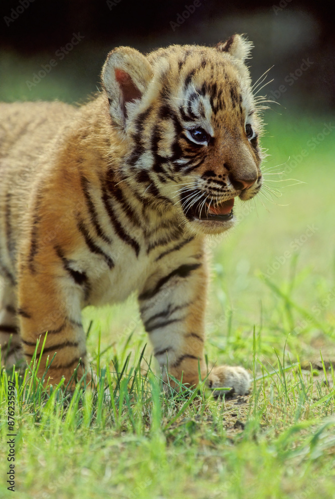 Naklejka premium Tiger