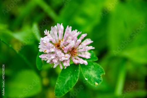 Pale pink clover flower, with water droplets, macro view.