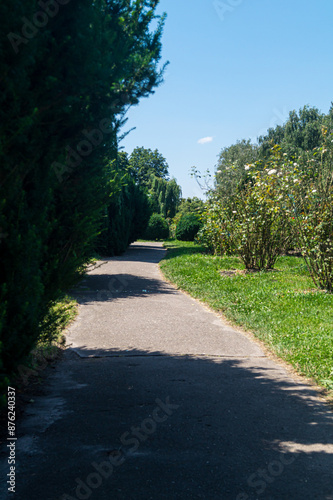 Asphalt path in the park. A path in the park among bushy plants