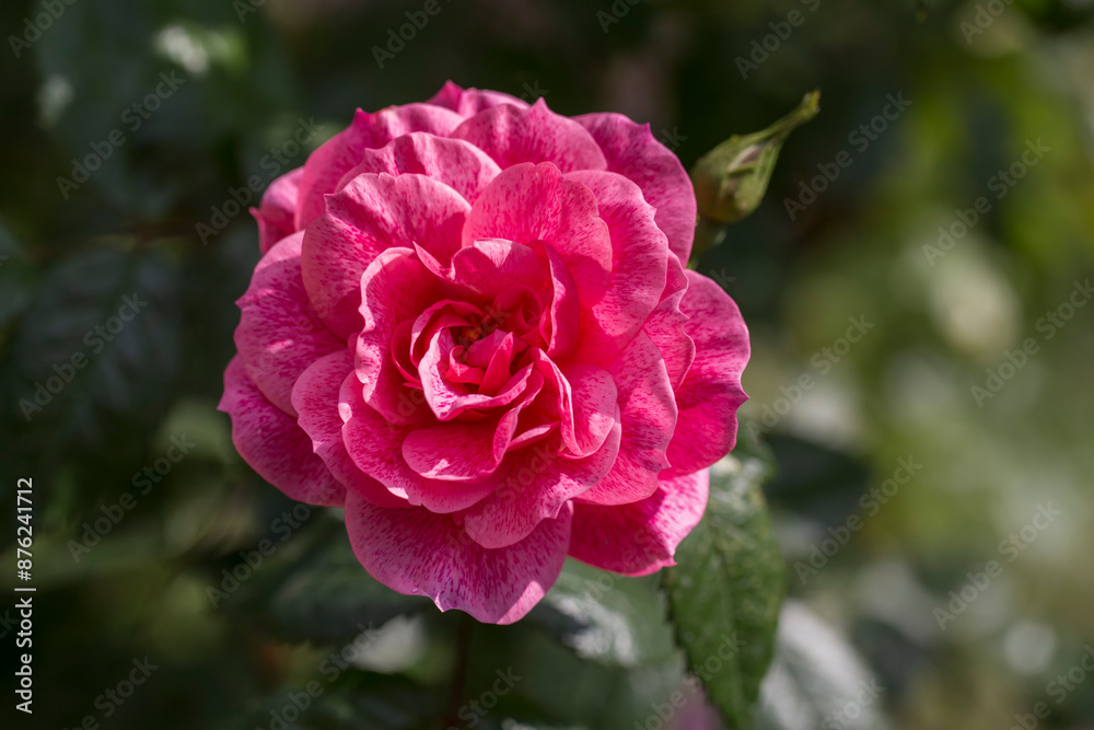 Rosa camelot - A pink climbing rose in full bloom Rosa camelot - A pink climbing rose in full bloom