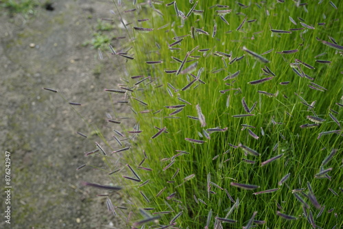 minimalist mosquito grass (bouteloua gracilis) photo