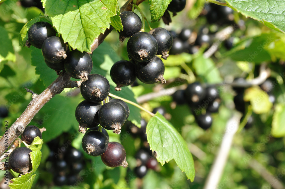 close-up of ripening organic black currant branch