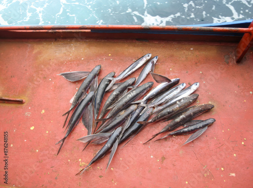 flying fish on the deck of a ship. It jumped and died. Shipping harmful for the environment. exocoetidae, Exocoetus volitans, ecology photo