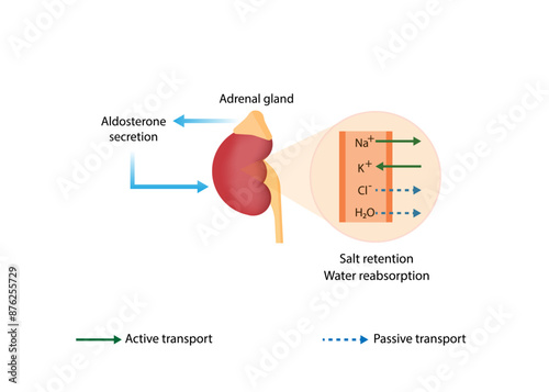 Adrenal gland. Aldosterone secretion. Water reabsorption and salt retention. Vector illustration