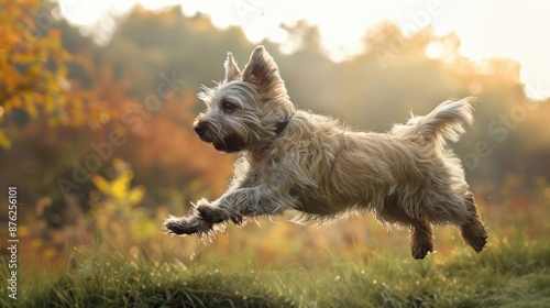 Bobtail dog leaping in natural setting