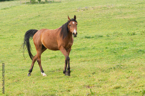 Junges Pferd läuft über die Weide
