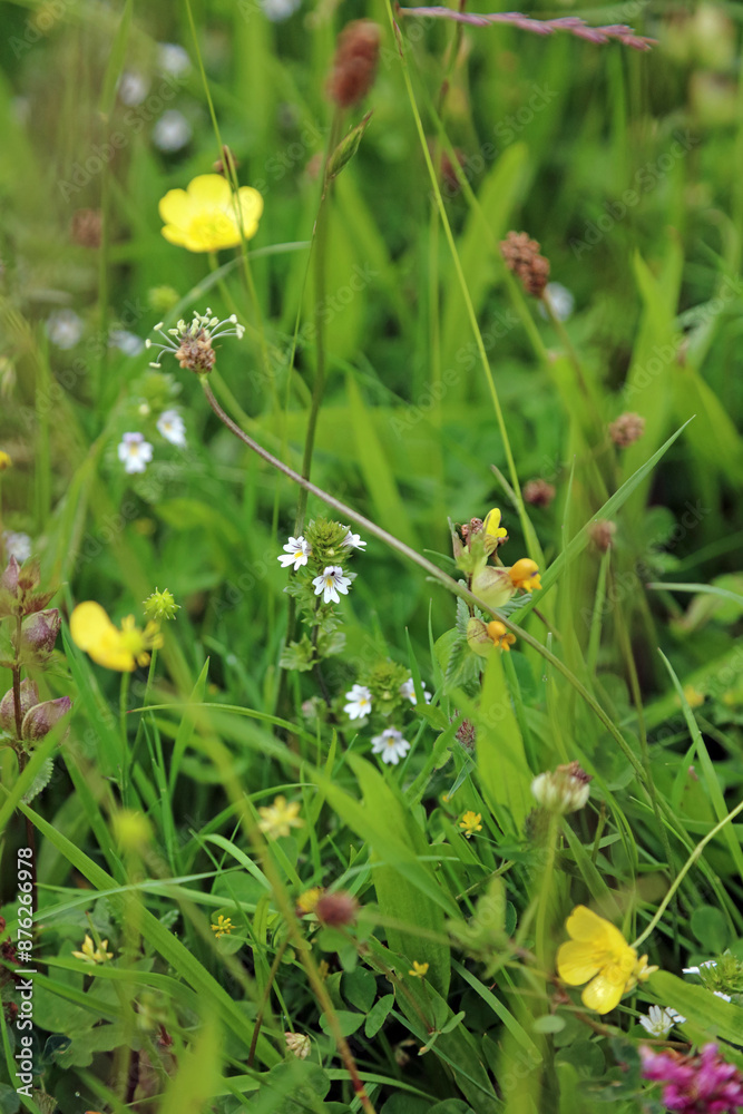 Patch of Eyebright plants, North Yorkshire England
Patch of Eyebright plants, North Yorkshire England